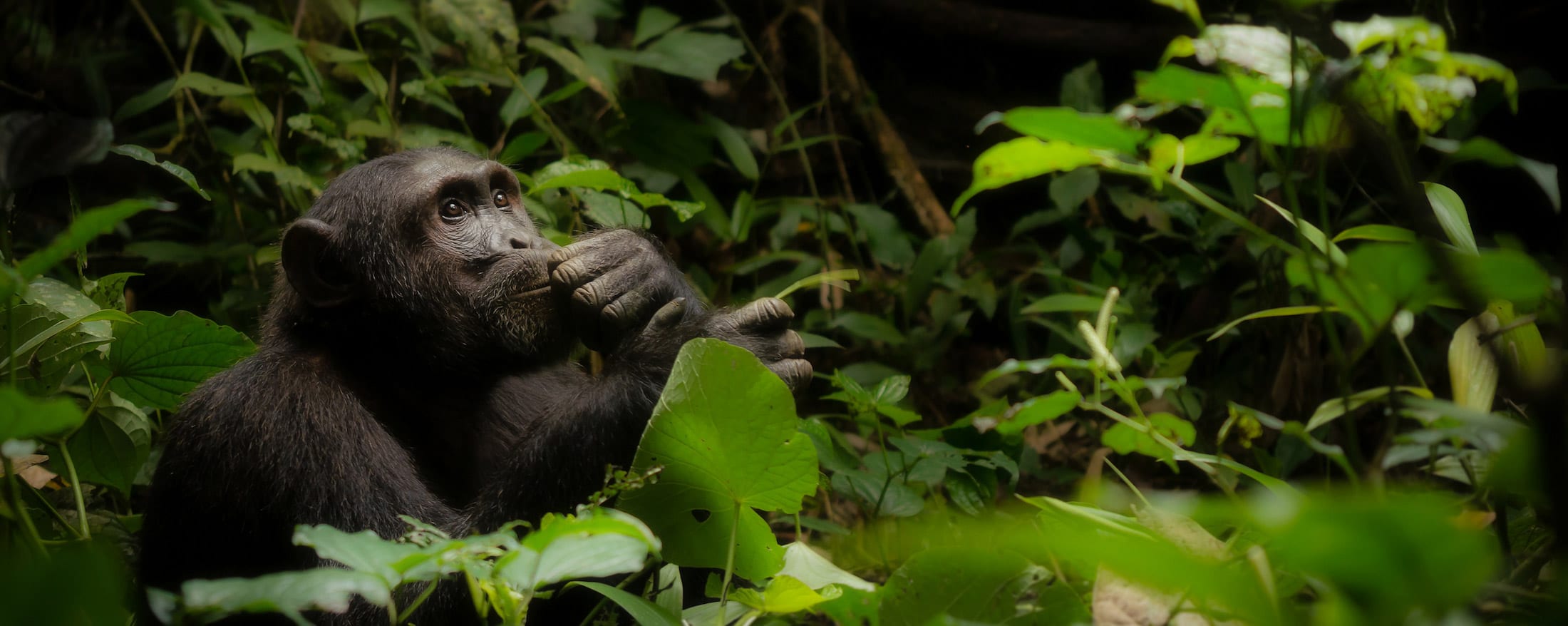 How to combine Rwanda gorilla trekking and Masai mara safari